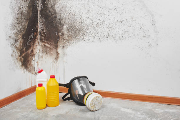 Best Mold Removal Company Near Me  in Santa Ana, CA