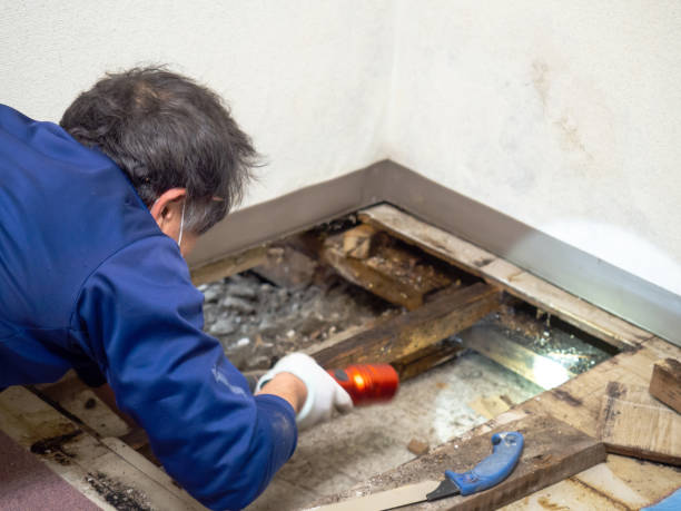 Best Mold Damage Repair  in Santa Ana, CA