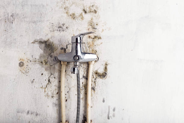 Best Certified Mold Removal  in Santa Ana, CA