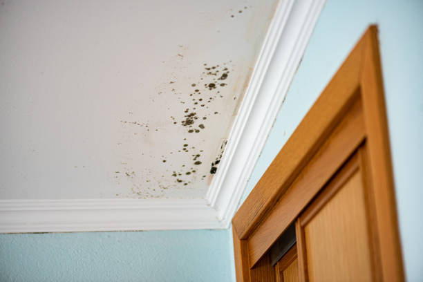 Best Professional Mold Removal  in Santa Ana, CA