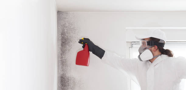 Best Mold Removal Process  in Santa Ana, CA
