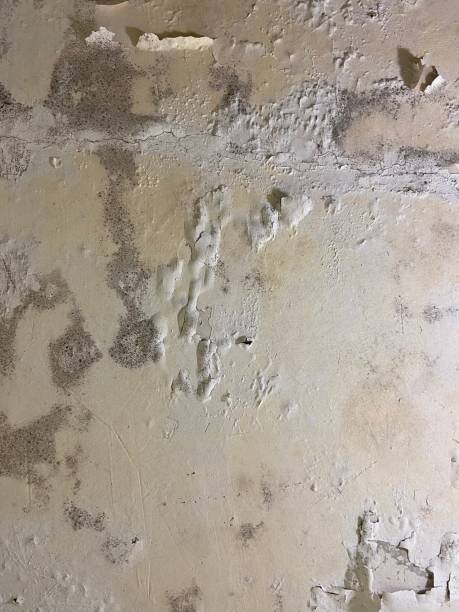 Best Emergency Mold Removal  in Santa Ana, CA