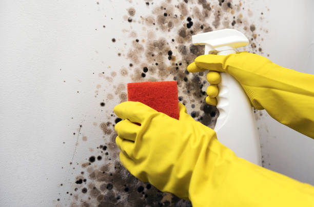 Best Local Mold Removal Service  in Santa Ana, CA