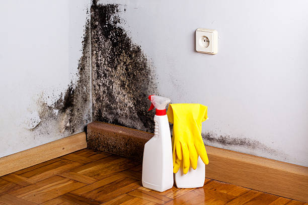 Best Fast Mold Removal  in Santa Ana, CA