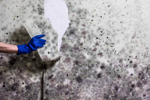 Best Mold Remediation  in Santa Ana, CA