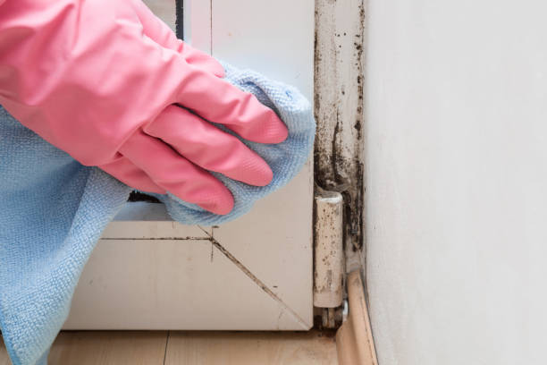 Office Mold Removal Services in Santa Ana, CA