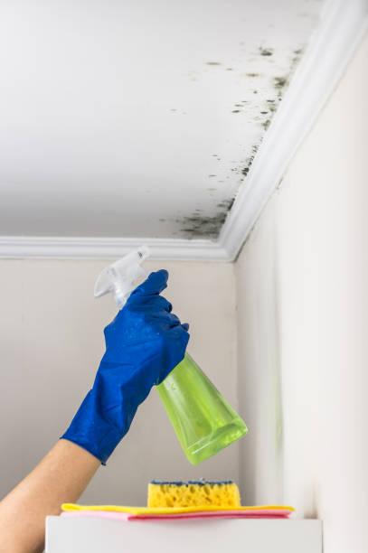 Santa Ana, CA Mold Removal Company