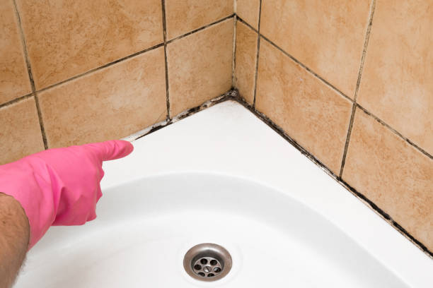 Best Toxic Mold Removal  in Santa Ana, CA
